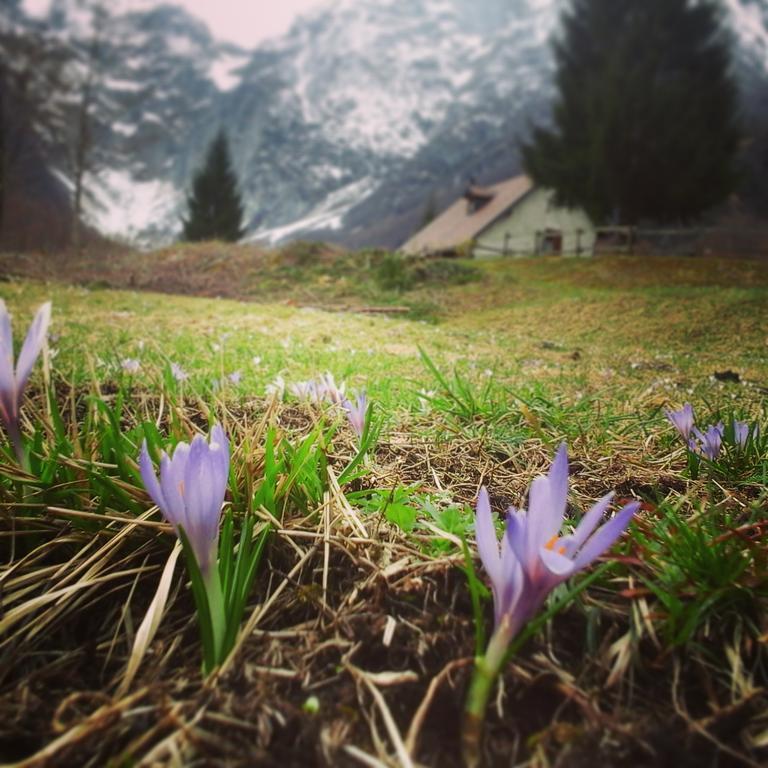 Agriturismo Pian Dei Tass بارسيز المظهر الخارجي الصورة