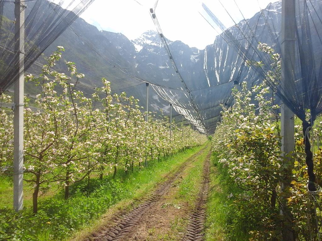 Agriturismo Pian Dei Tass بارسيز المظهر الخارجي الصورة